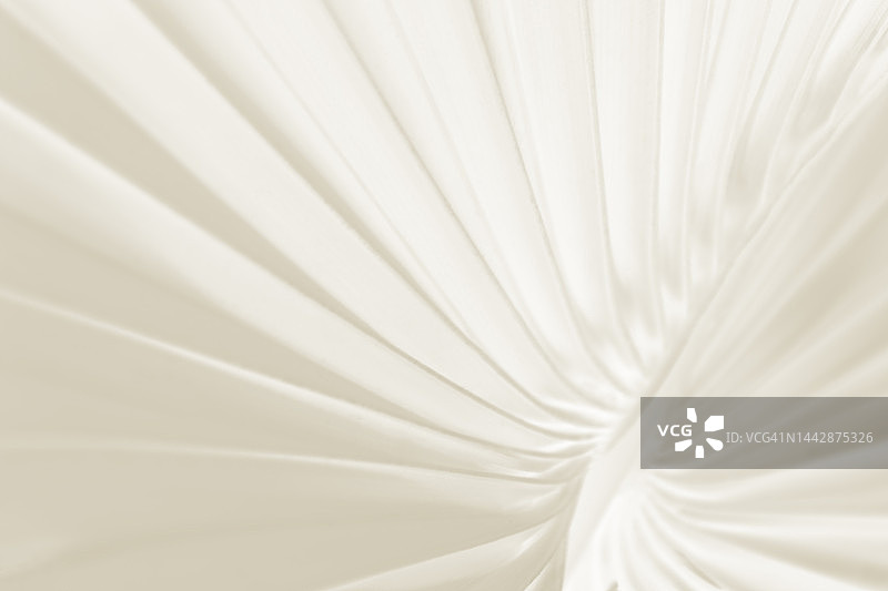 奶油色和白色的棕榈叶图案图片素材