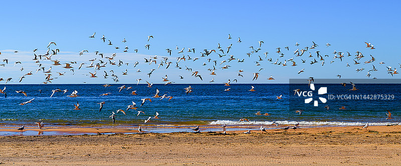鸟类海岸线图片素材
