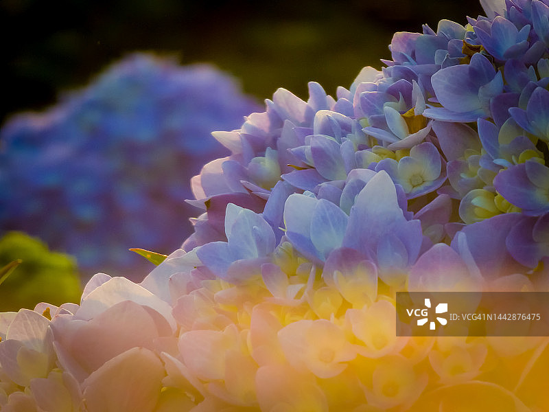 紫金色雾霾图片素材