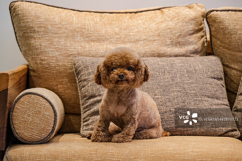 泰迪狗躺在沙发上图片素材