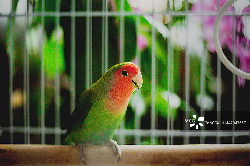 鸟笼上的小鸟图片素材