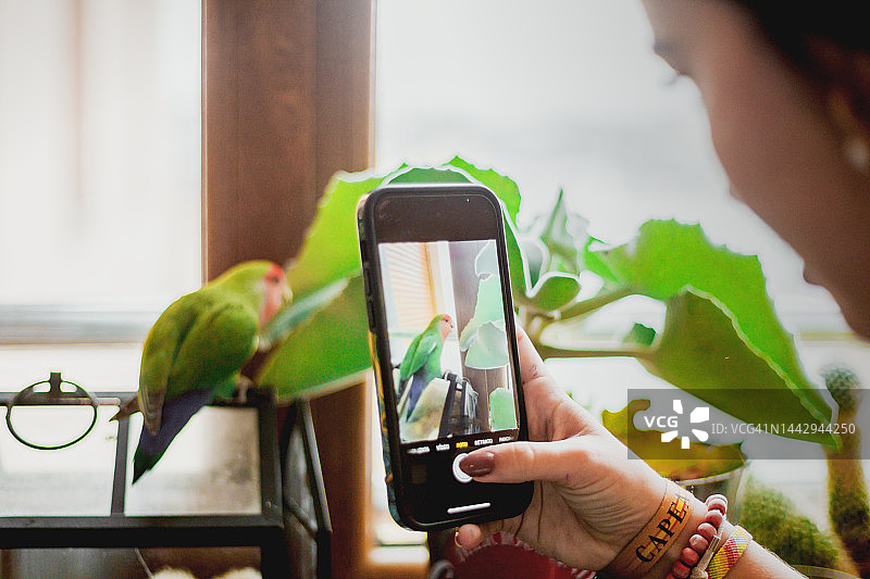 用智能手机拍摄宠物鸟图片素材