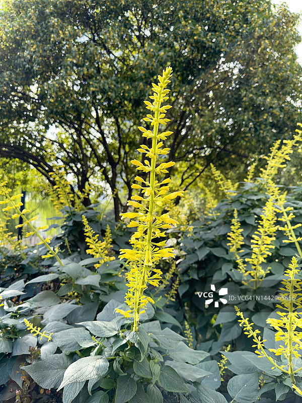 开着高耸黄色花朵的观赏植物图片素材