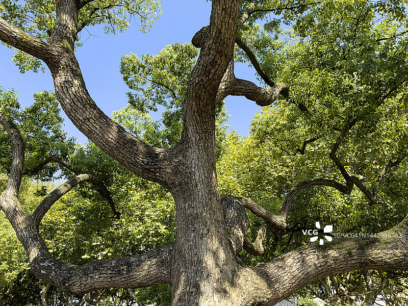 大树树干构成的抽象图案图片素材