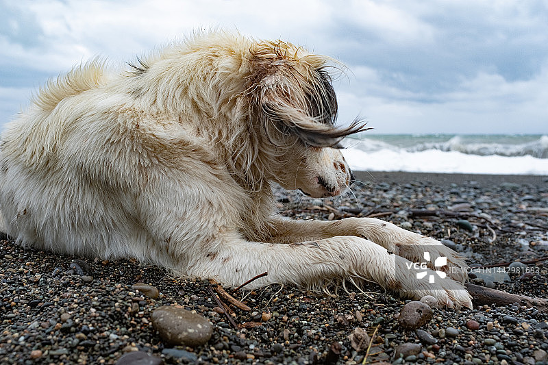 一只孤独的大白狗坐在或躺在海边的岩石上，等待主人，玩着树枝。一只无家可归的狗在雨天里图片素材