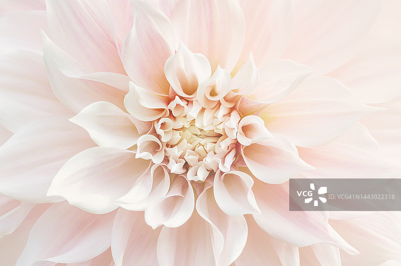 咖啡拿铁大丽花正面图图片素材