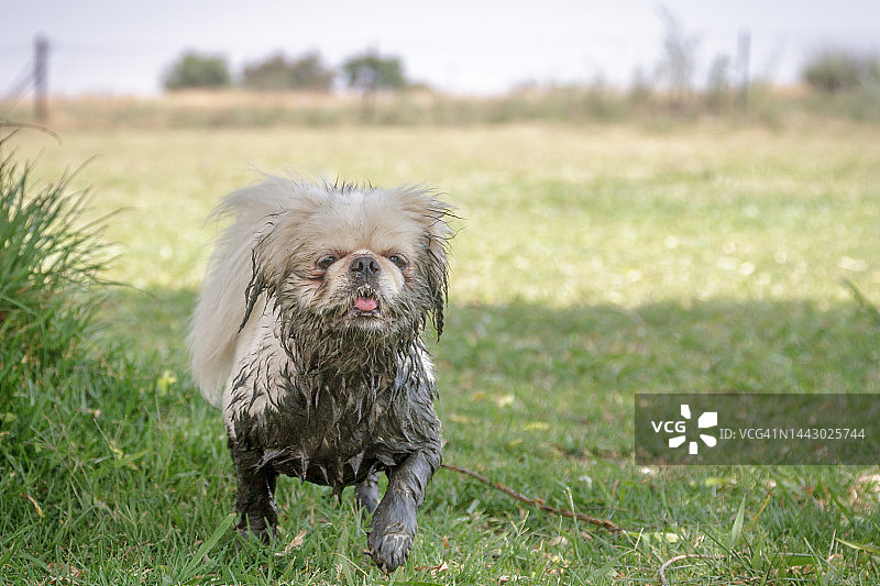 在泥泞中行走的京巴犬图片素材