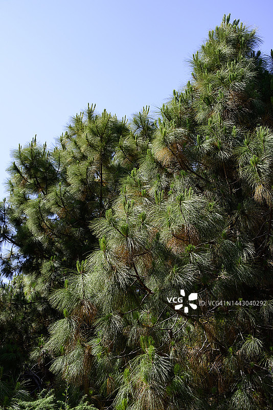 加那利群岛松树图片素材
