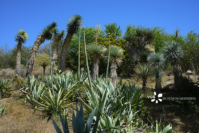 热带气候图片素材