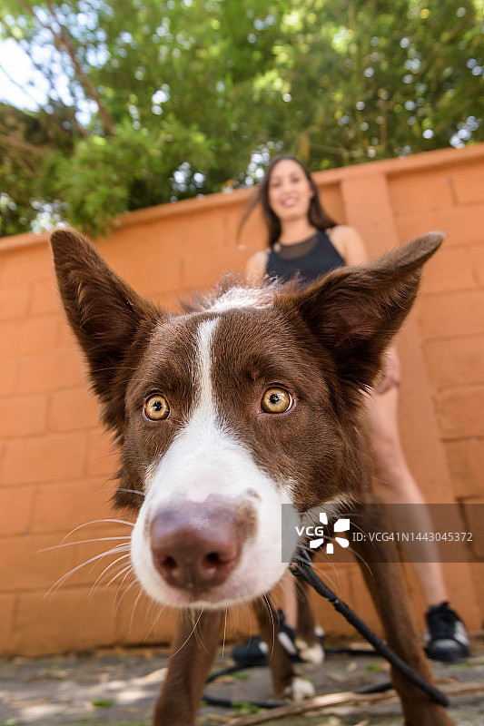 宠物狗直视镜头图片素材