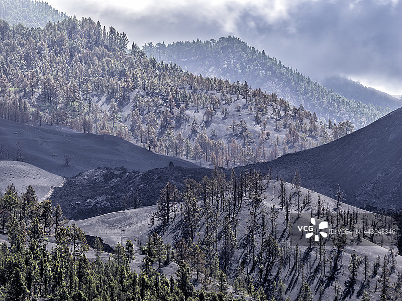 火山喷发：火山灰覆盖的山脉与加那利松树林图片素材