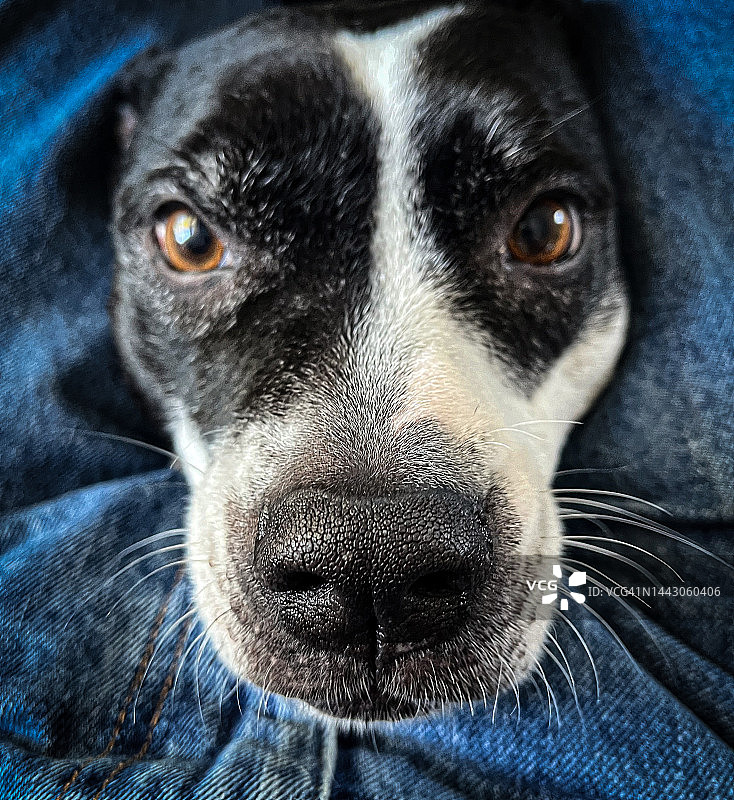 美国梗犬/斗牛犬面部特写图片素材