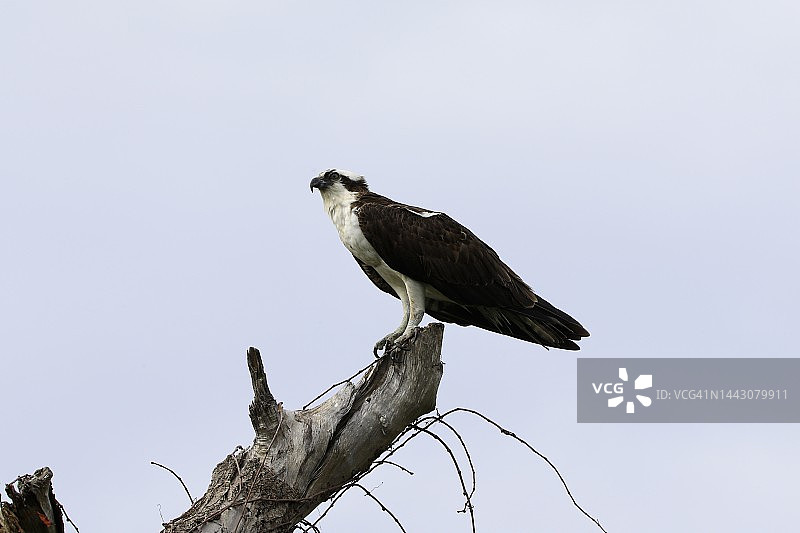 野外栖息的鹗图片素材