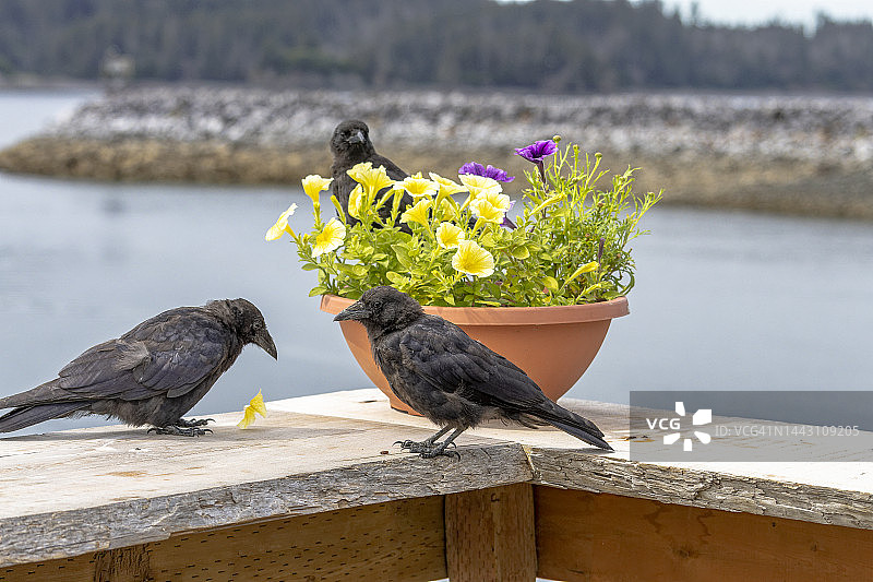 三只乌鸦和一盆盆栽图片素材