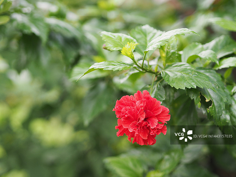美丽的红色扶桑花，在花园中盛开图片素材