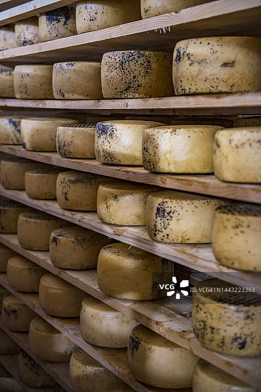 成熟的佩科里诺奶酪图片素材