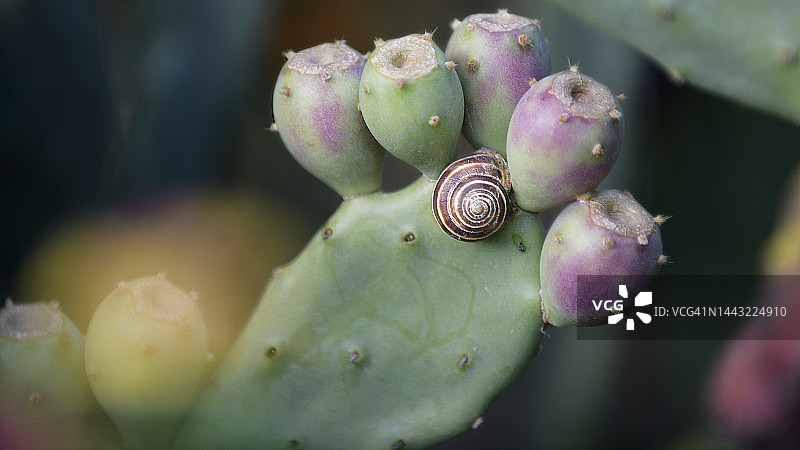 西西里岛的梨果仙人掌花和蜗牛特写图片素材