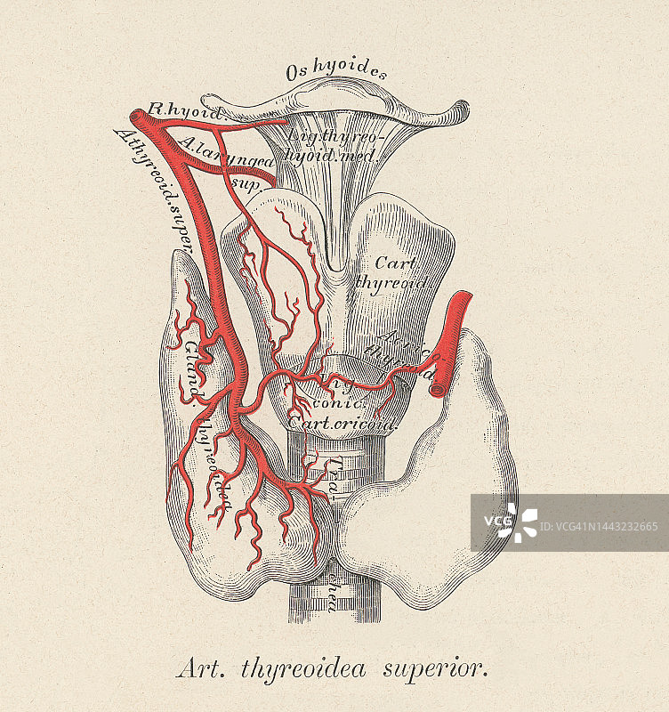 人体循环系统彩色石印插图——甲状腺上动脉图片素材