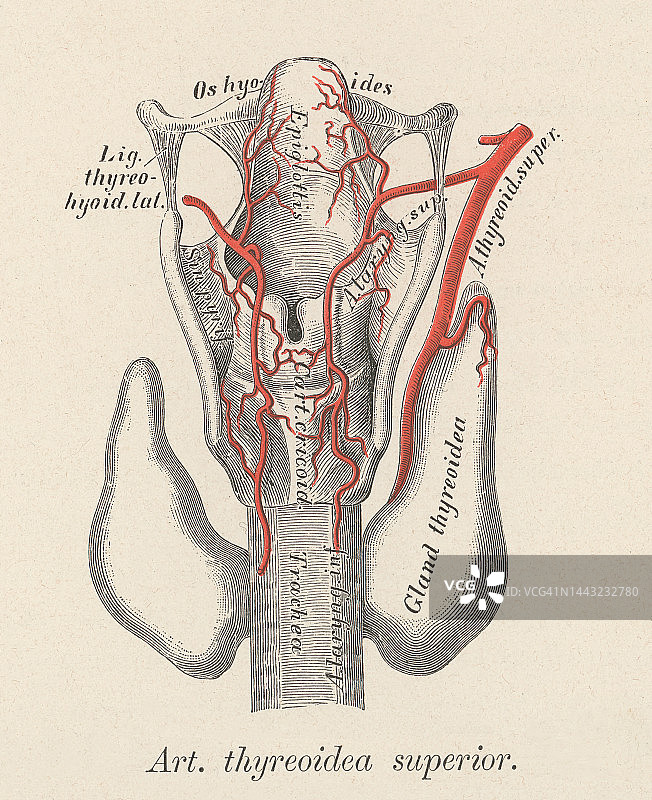 人体循环系统彩色石印插图——甲状腺上动脉图片素材