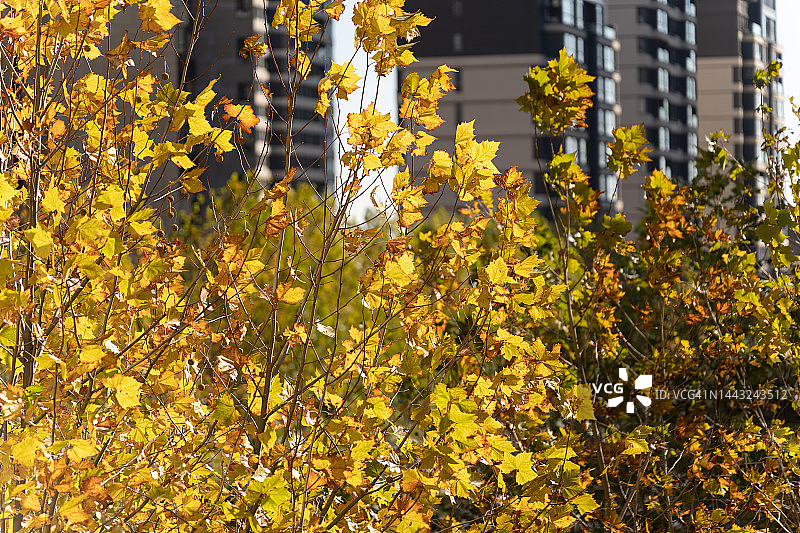 住宅区的秋色图片素材