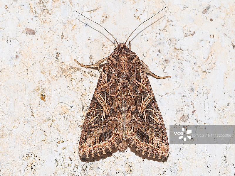 地中海夜蛾图片素材