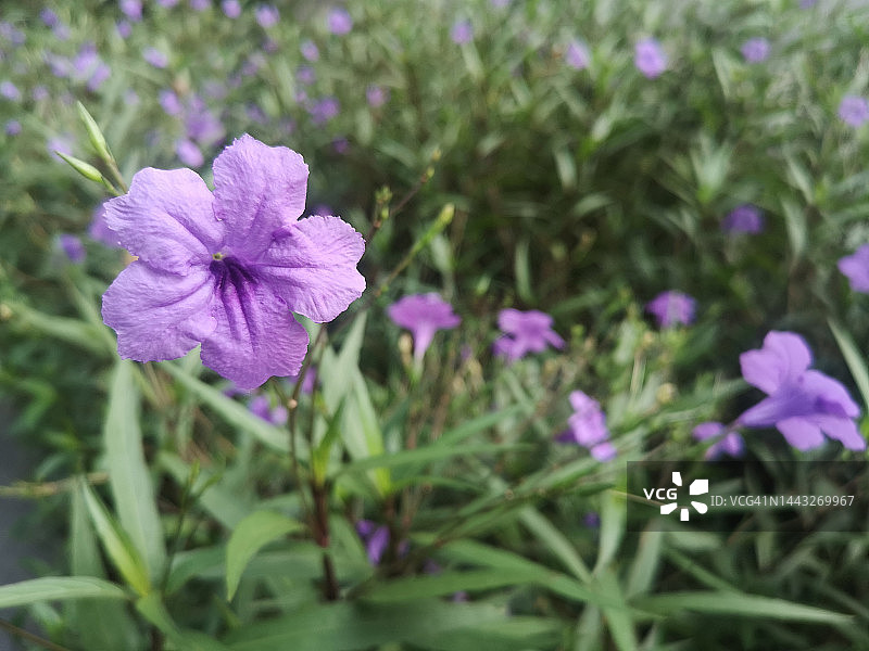 水根、瓦拉卡努、米尼根、铁根、热辣根、爆荚草、花苞草、白刺科、布里顿野生、墨西哥蓝铃花、矮牵牛紫罗兰花在自然背景的花园里盛开图片素材