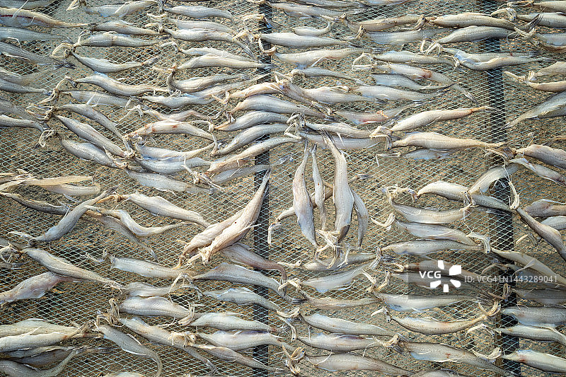 龙头鱼干图片素材