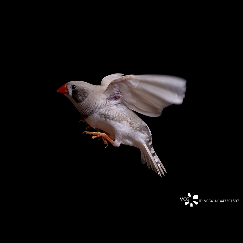 普通斑胸草雀图片素材