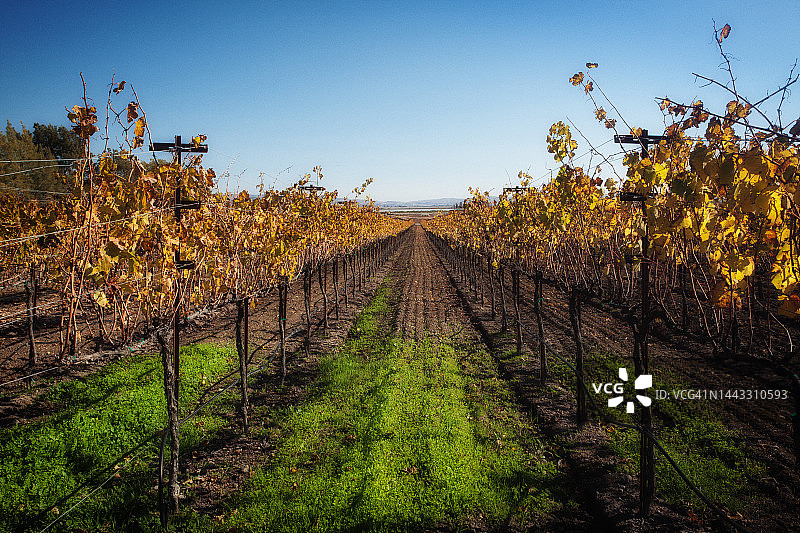 色彩鲜艳的葡萄园图片素材