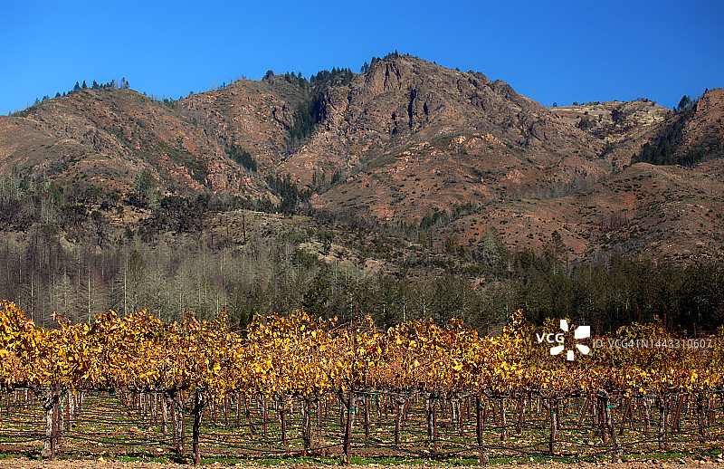 胡德山索诺玛谷前的葡萄园图片素材