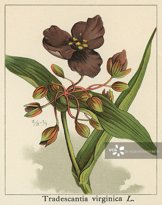 植物学老式彩色石印插图：紫露草图片素材