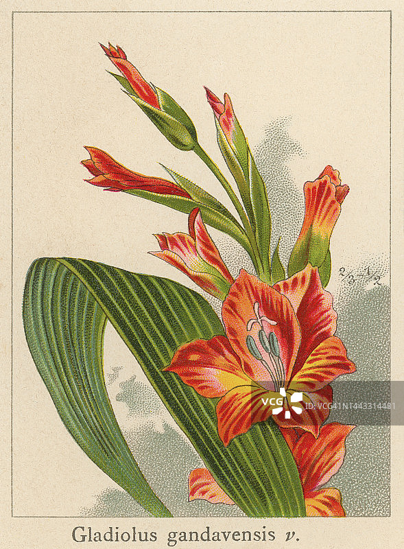 唐菖蒲植物复古彩石版画插图图片素材