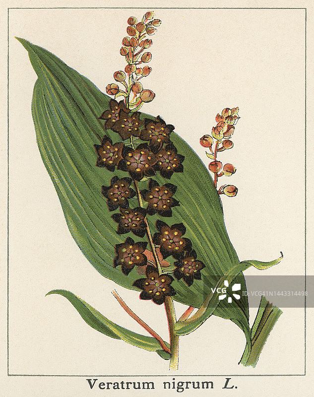 黑藜芦植物古老彩色石印插图图片素材