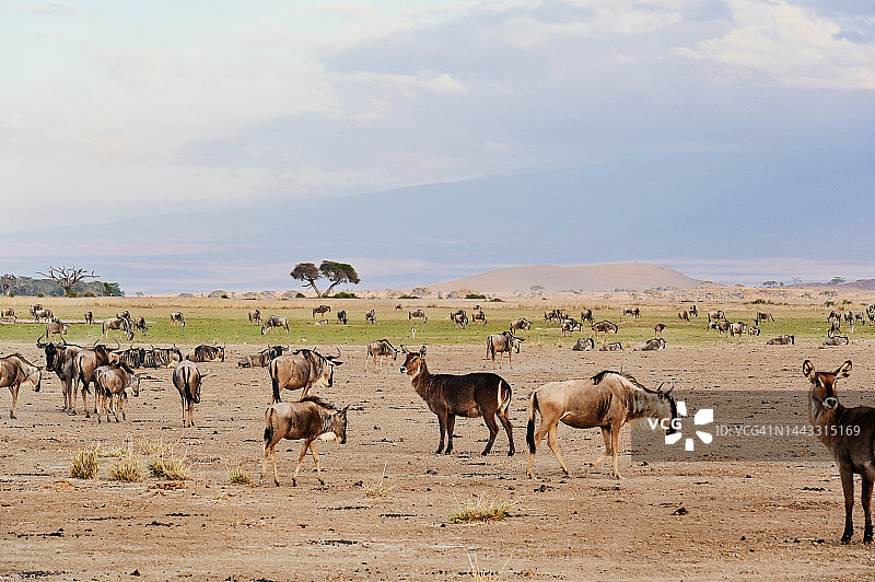 安博塞利国家公园内的非洲野生动物图片素材