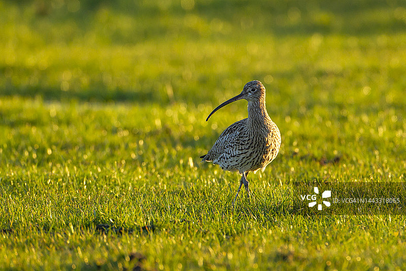 暮光中的丘鹬图片素材