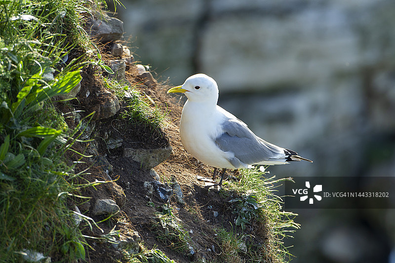 站在悬崖上的海鸥图片素材