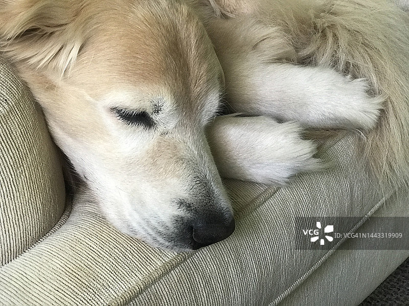在米色沙发上睡觉的金毛犬图片素材