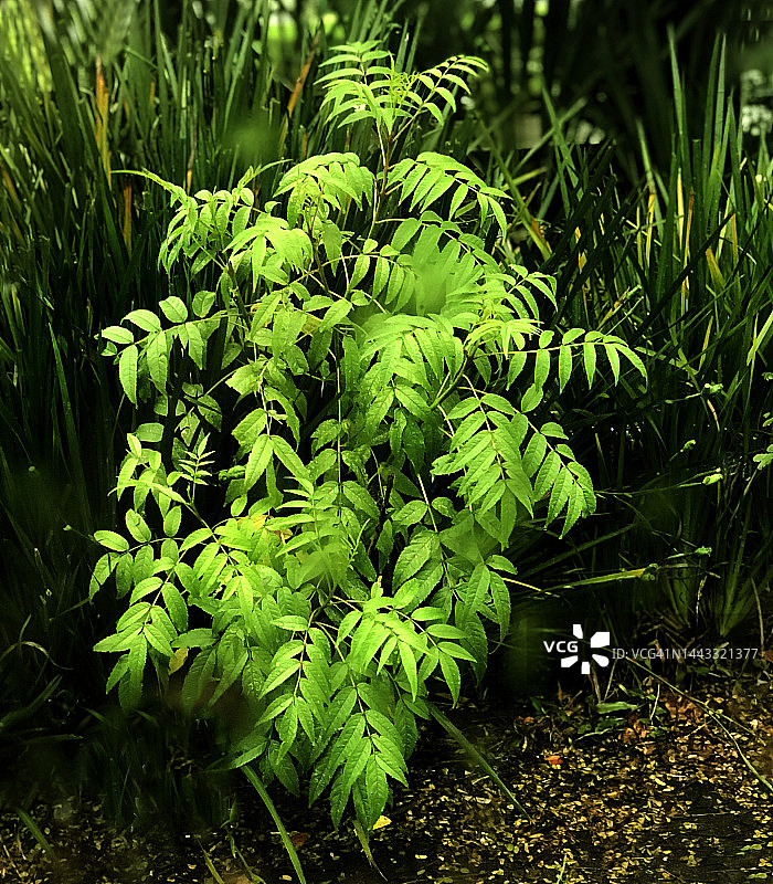 树林中突出的绿色灌木图片素材