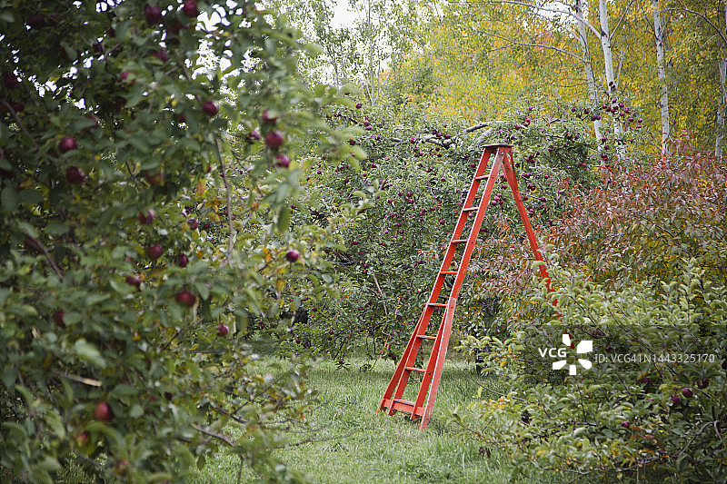 果园图片素材
