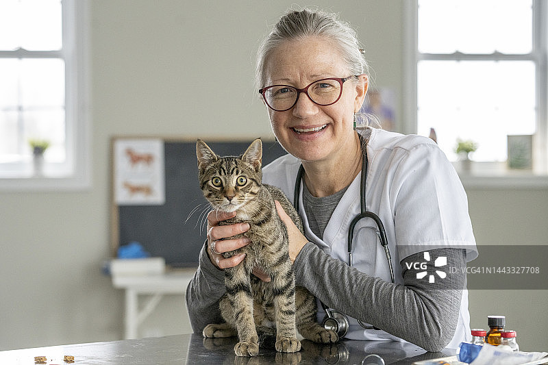 在兽医诊所的成年猫图片素材