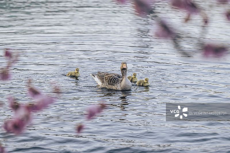 德国汉堡内阿尔斯特湖中游泳的鸭子一家图片素材