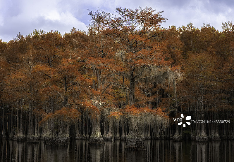 秋天的柏树图片素材