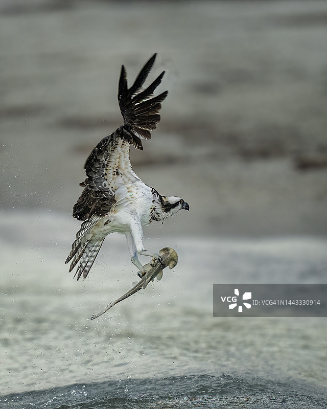 鱼鹰捕食鲨鱼图片素材