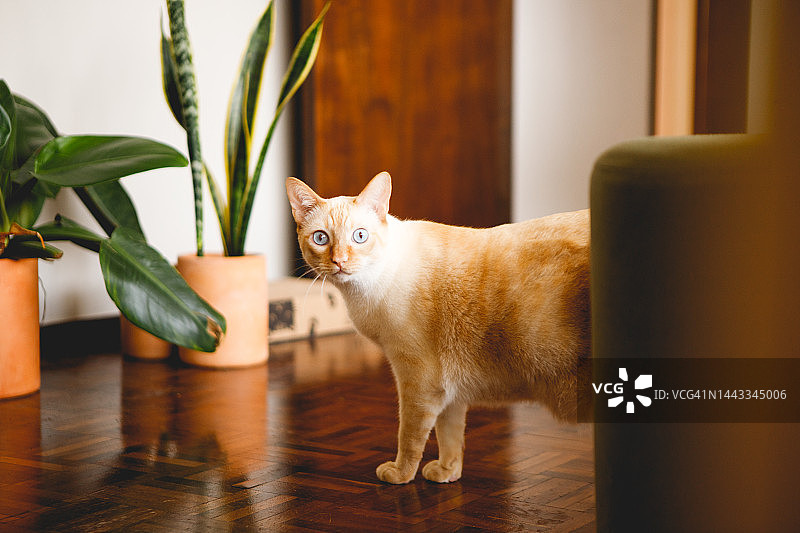 好奇的猫从沙发后面看着镜头图片素材