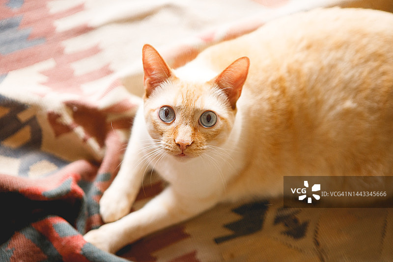 猫咪躺在地毯上看着镜头图片素材