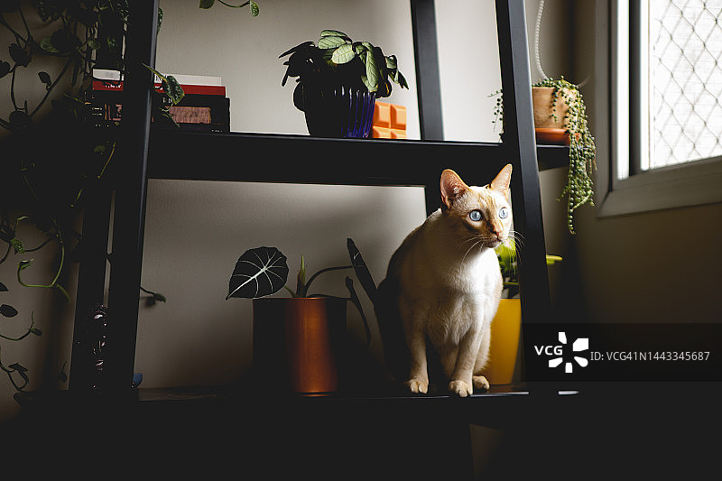 好奇的猫爬上书架图片素材