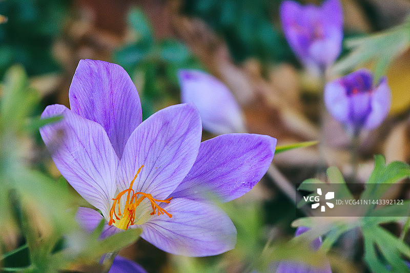 秋季番红花：秋天的春意图片素材