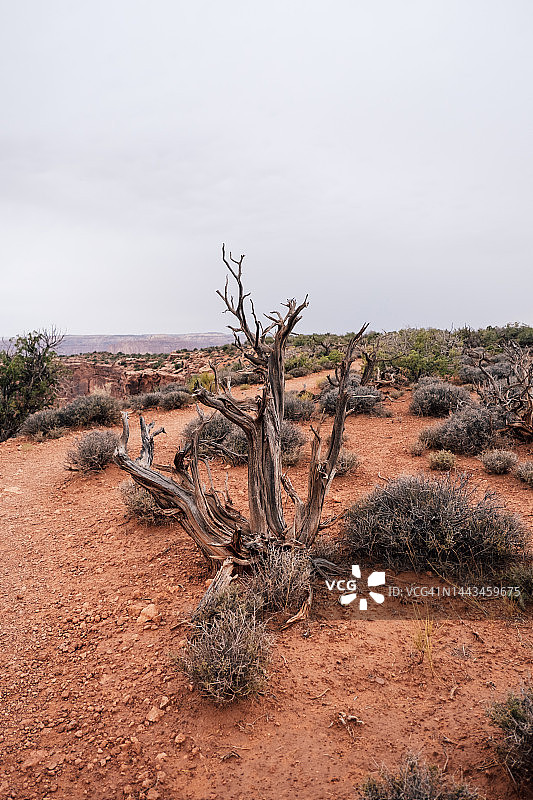死马州立公园的枯树图片素材