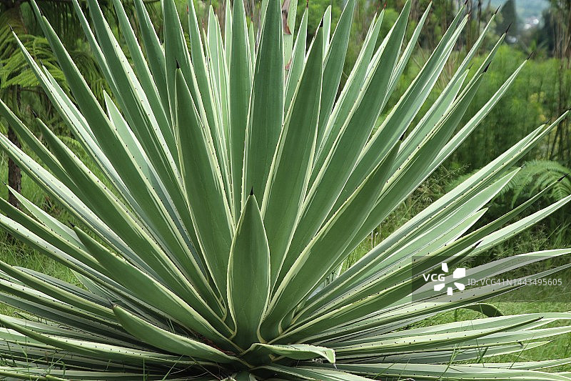 龙舌兰植物图片素材