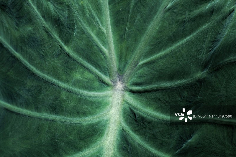 芋头叶全景照片图片素材